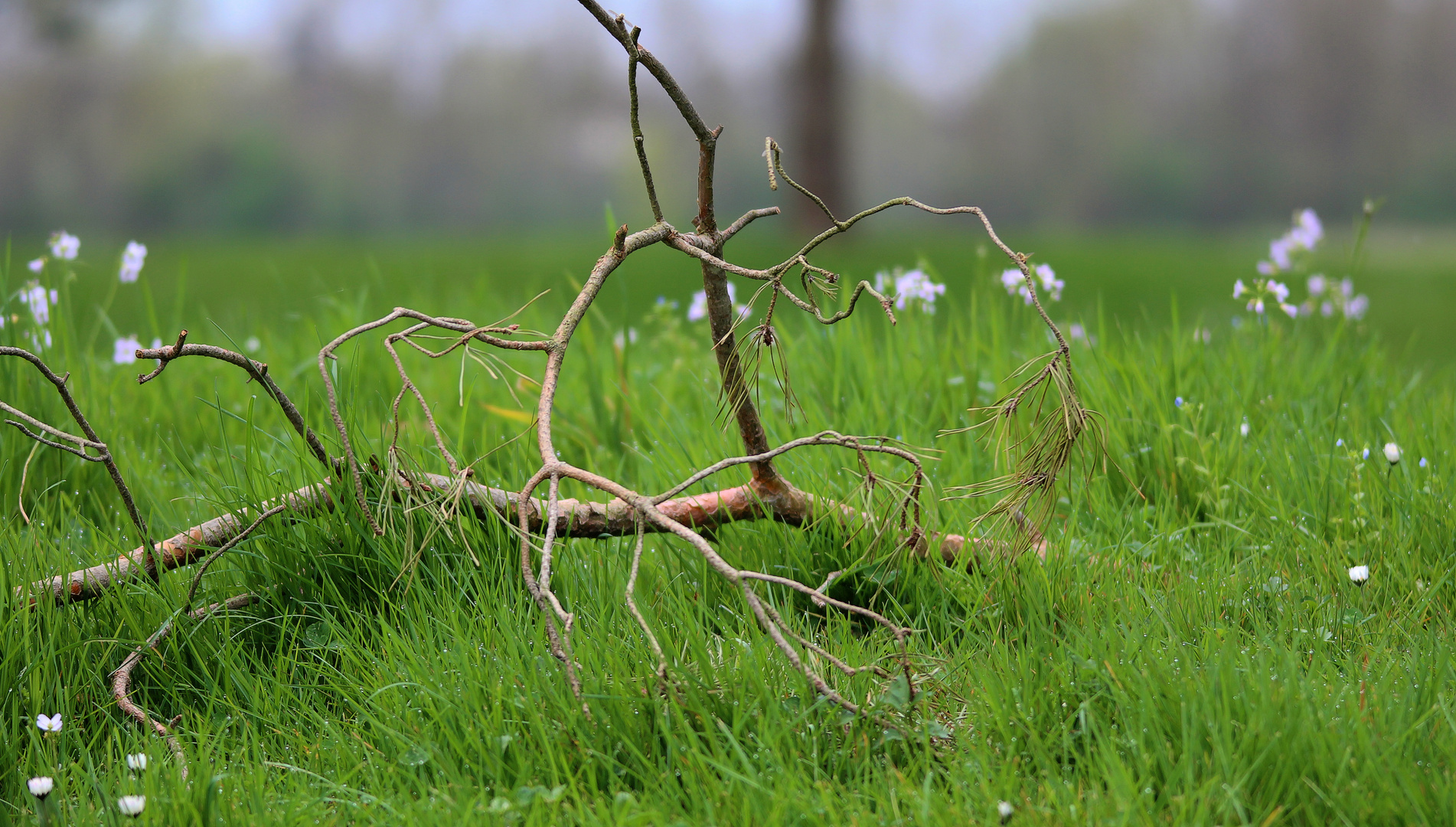 Nature "Morte"