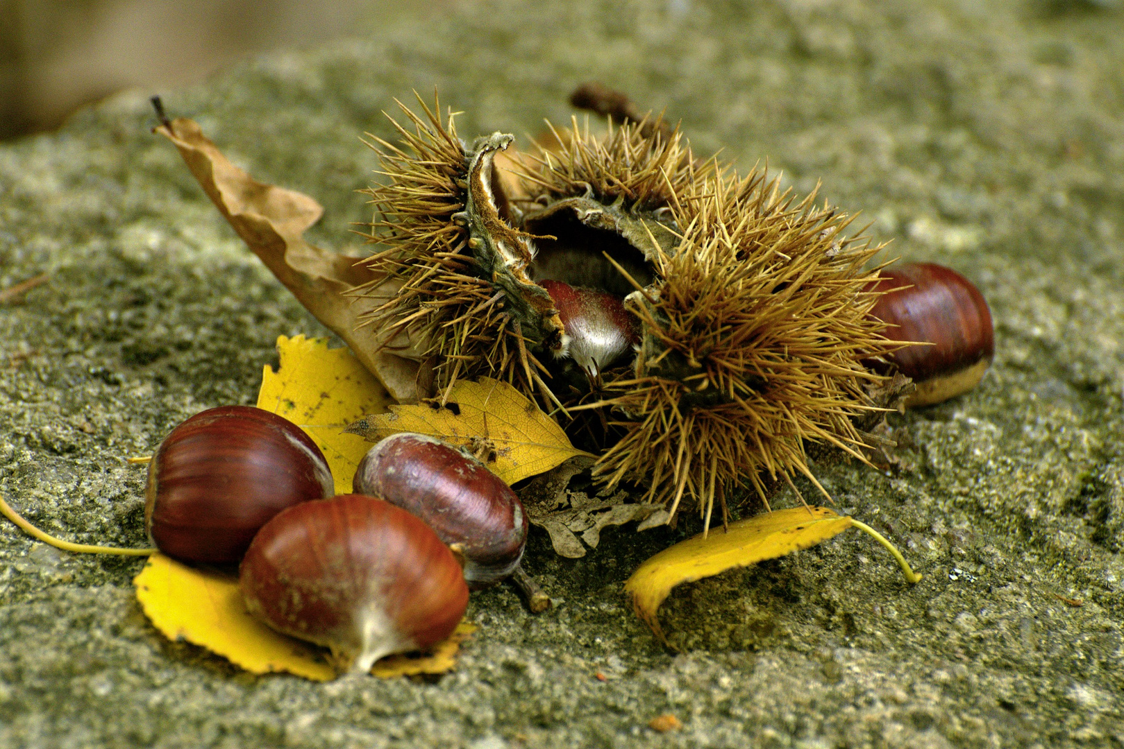 Nature morte d'Automne