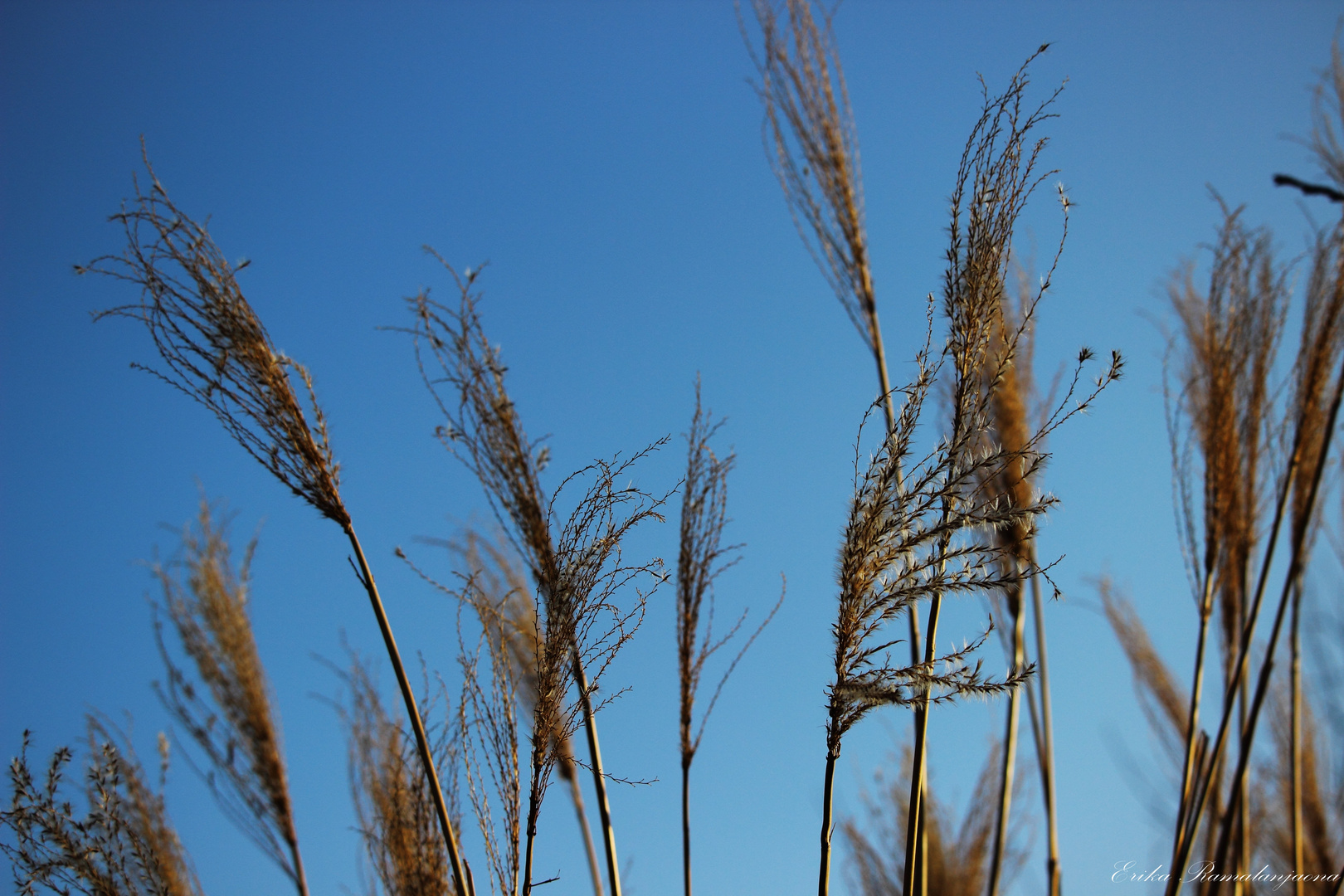 Nature morte d'hiver