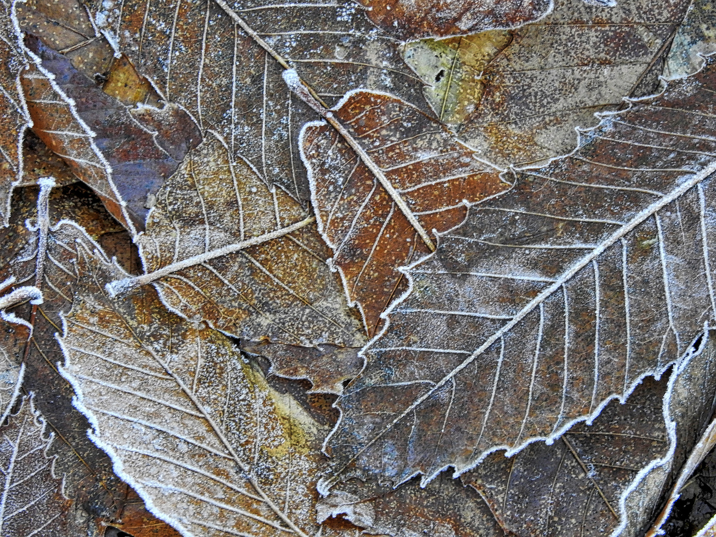 Nature morte gelée