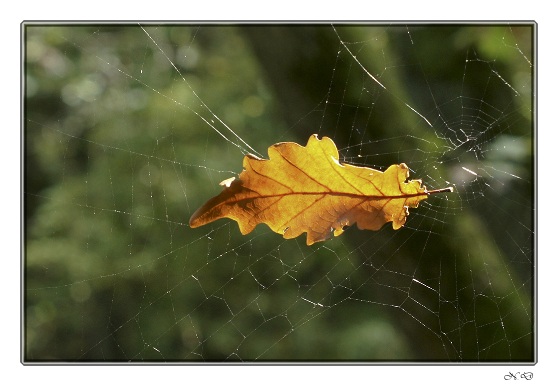 Nature morte sur toile !!