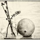 nature morte3