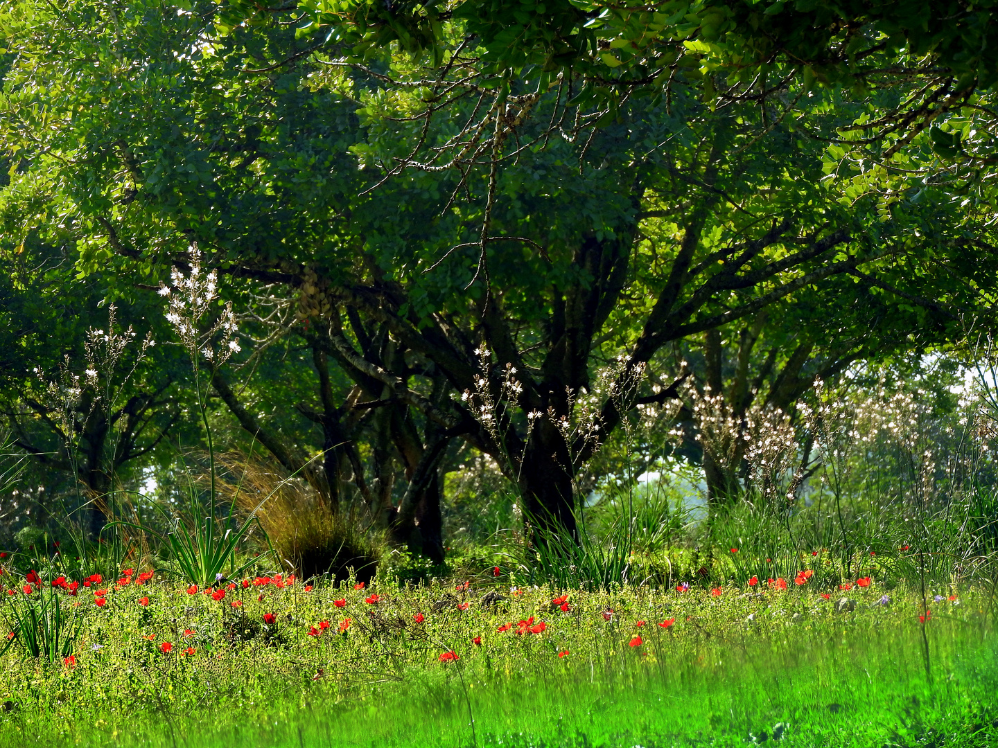 nature near Zorah