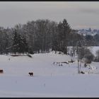 nature, neige, montagne " la Corrèze "