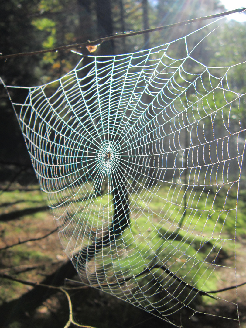 Nature Network , das Netzwerk der Natur (Bayer.Wald)