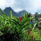 Nature of Tahiti