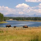 Nature of Yellowstone