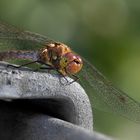 nature on steel