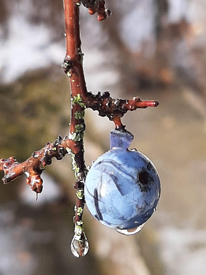 Nature parée décoration Noel