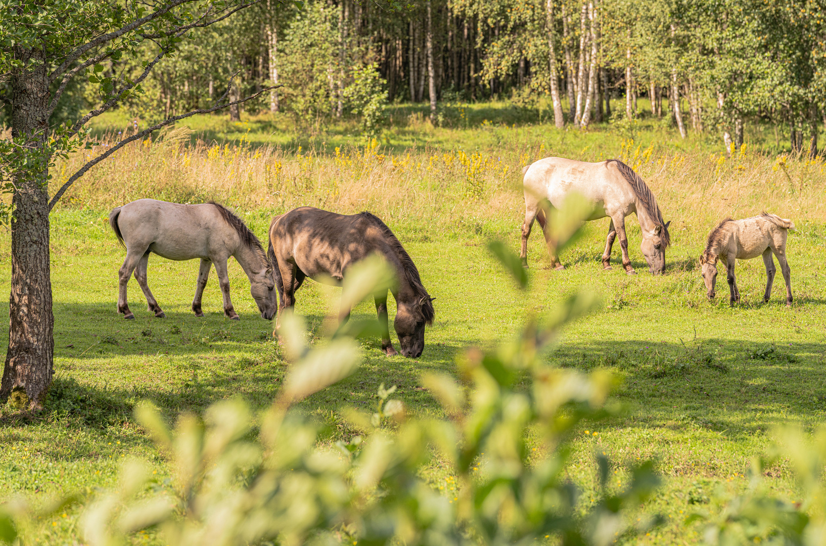 Nature Park Dviete Water-Meadows. Latvia.