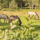 Nature Park Dviete Water-Meadows. Latvia.