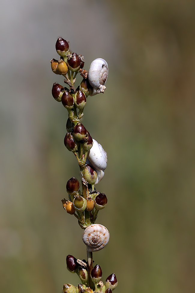 Nature pas tout à fait morte