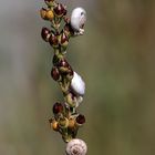 Nature pas tout à fait morte