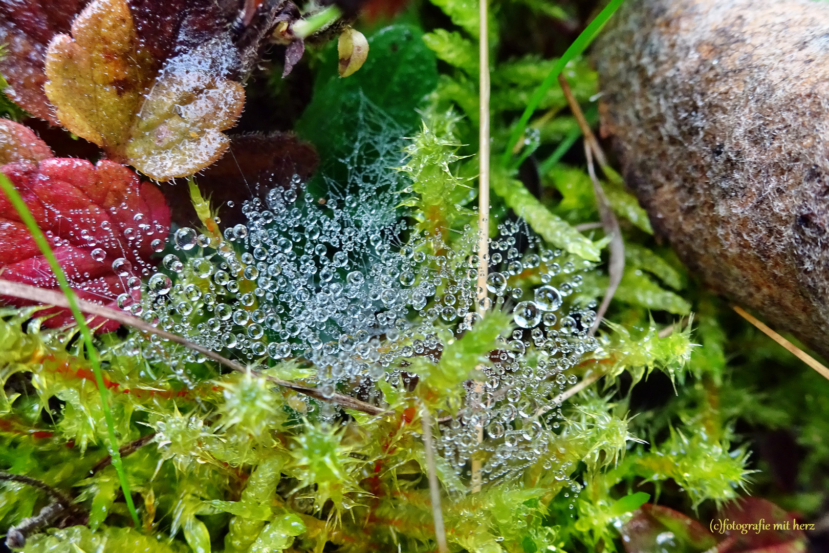 Nature - Pearls