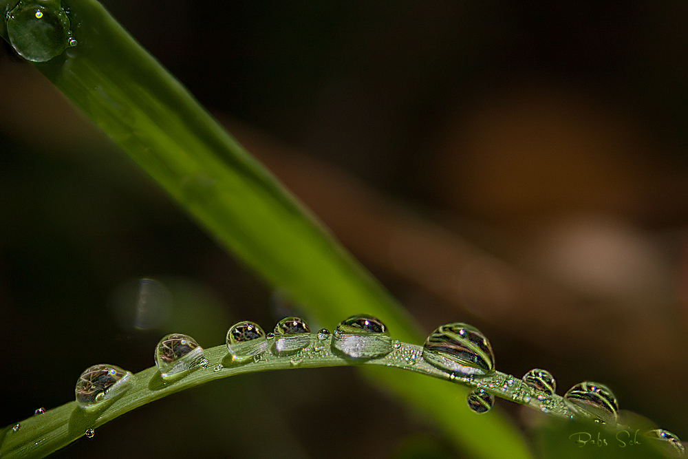 Nature - Pearls