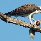 Nature Red in Tooth and Claw