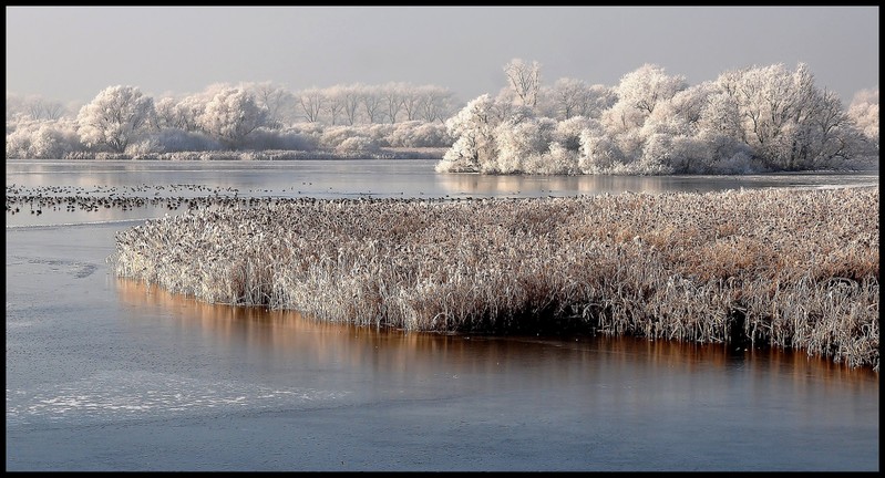 Nature reserve The Blankaart(Woumen-Belgium).