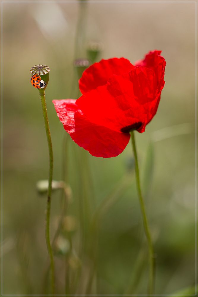 Nature rouge