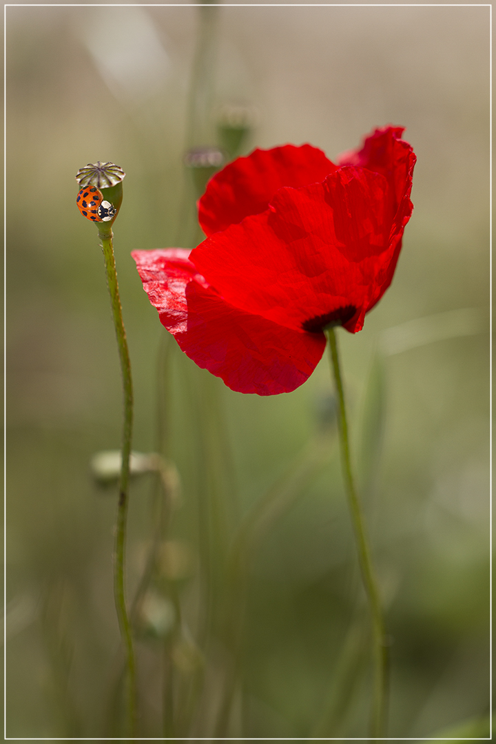 Nature rouge