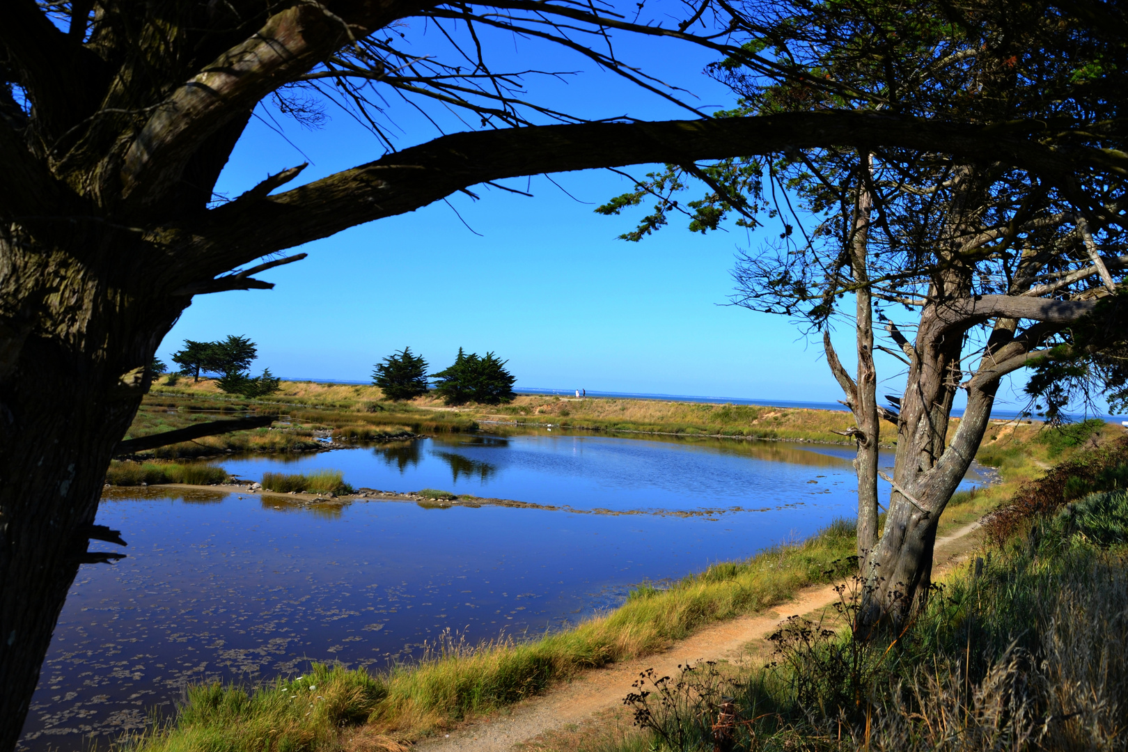 nature sauvage avant passage du gois