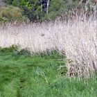 nature sauvage ...! les herbes folles! le long des etangs ...!