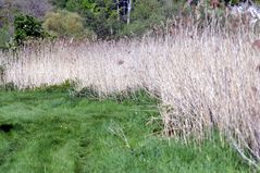 nature sauvage ...! les herbes folles! le long des etangs ...!