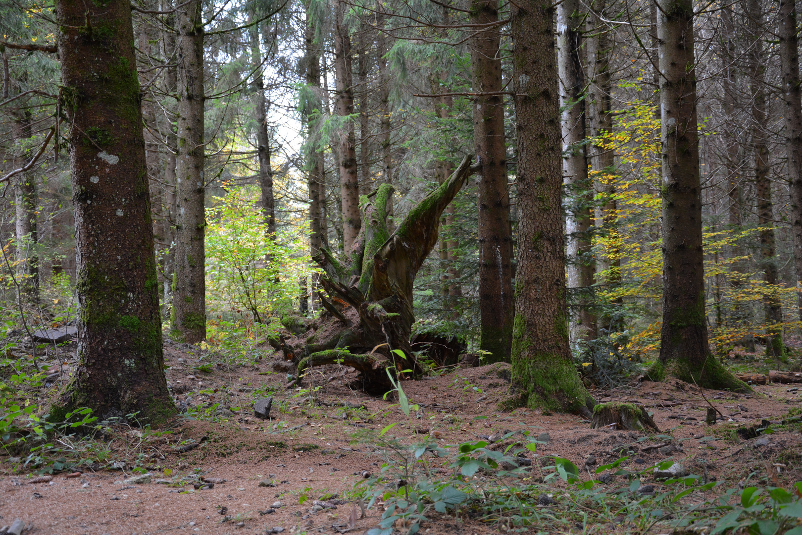 Nature sculpture.