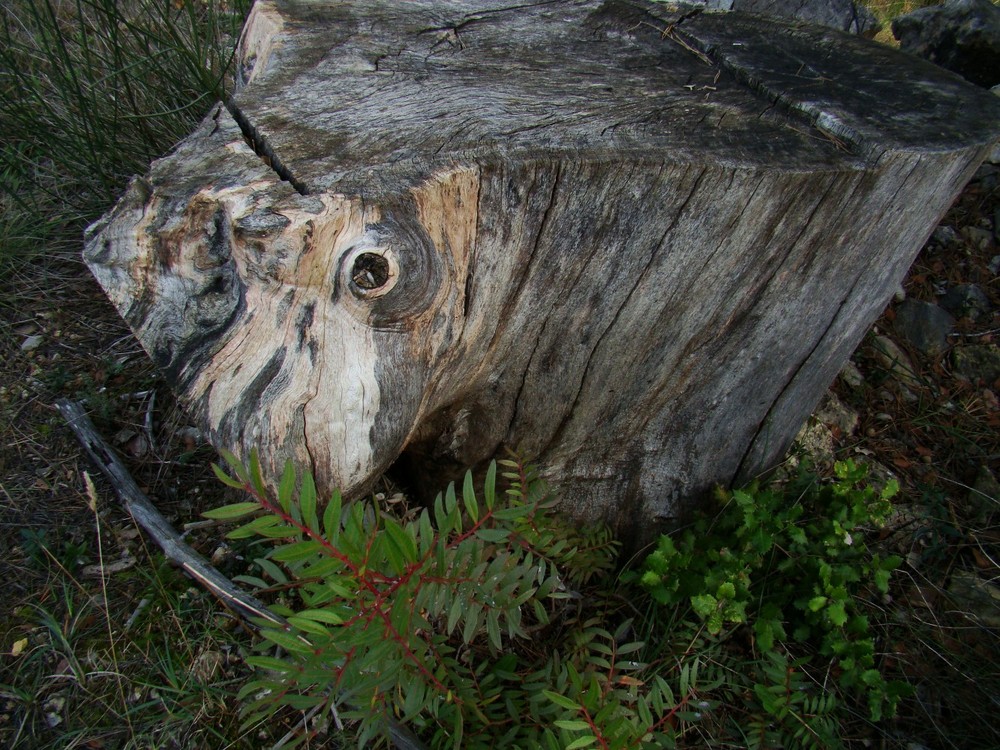 nature sculpture