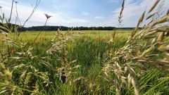 Nature soweit das Auge reicht