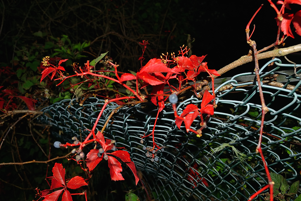 Nature & Steel