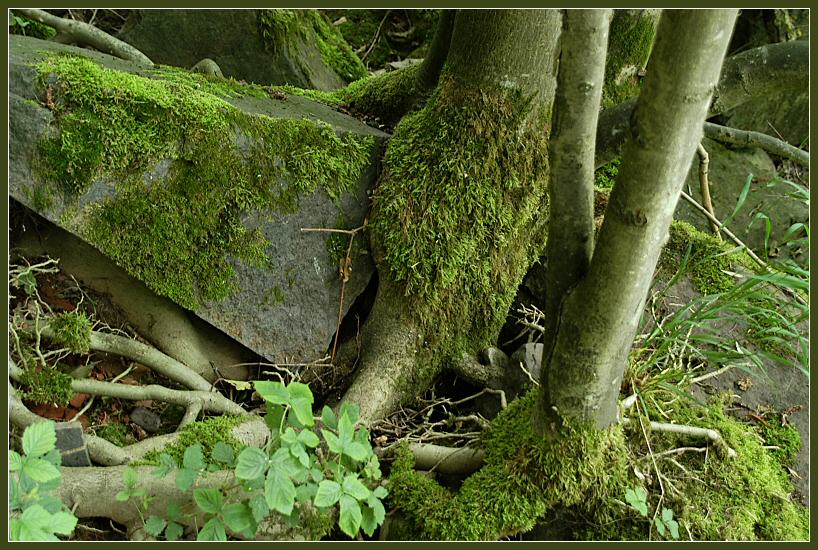 nature strikes back von Thomas Hippchen