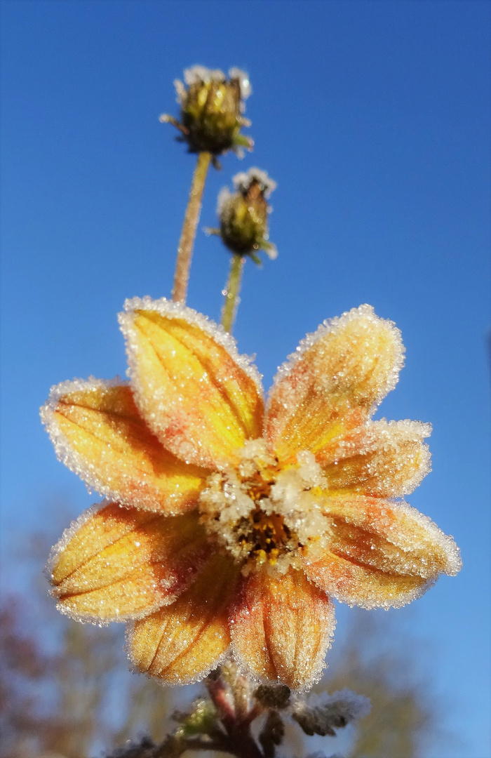 Nature sucrée