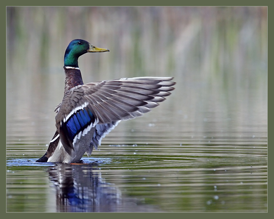 Nature symphony ...