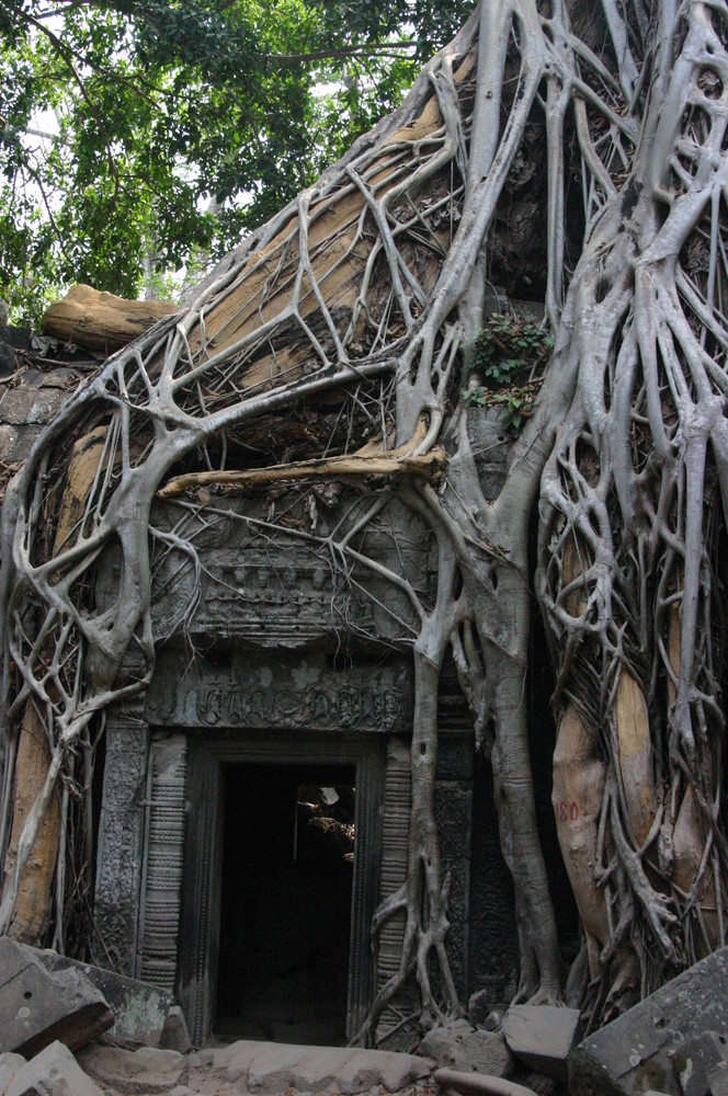 Nature takes over the temple