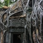 Nature takes over the temple