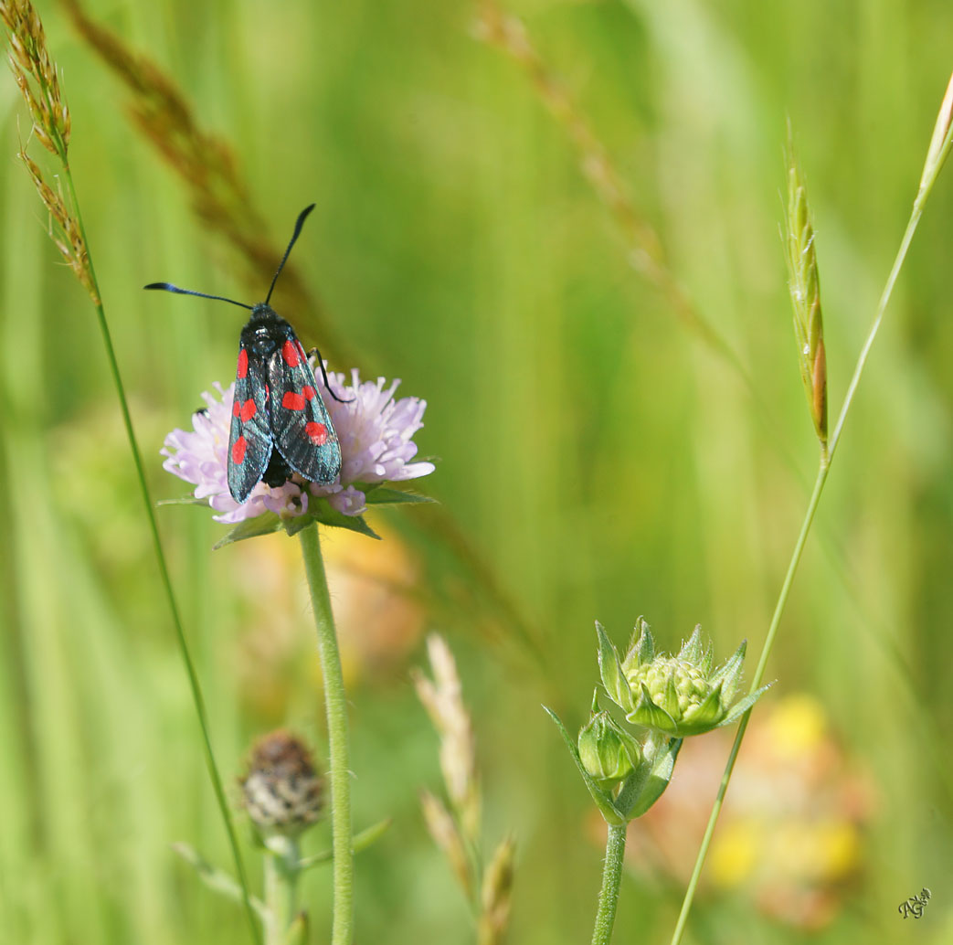 Nature tout simplement