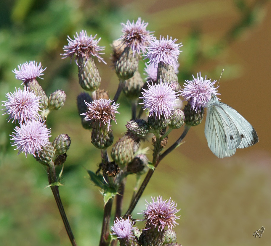 Nature tout simplement ...