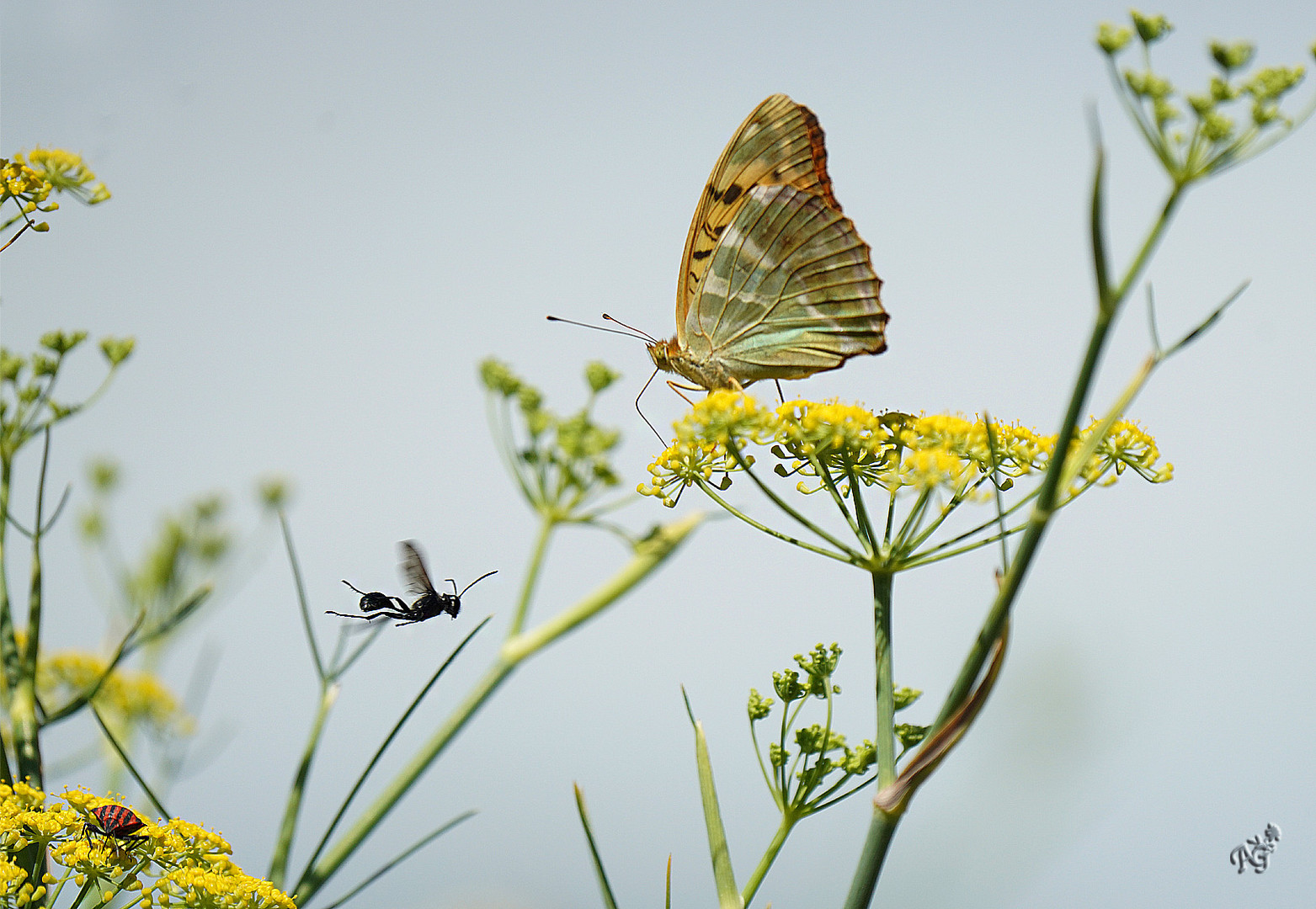 Nature  tout simplement.....