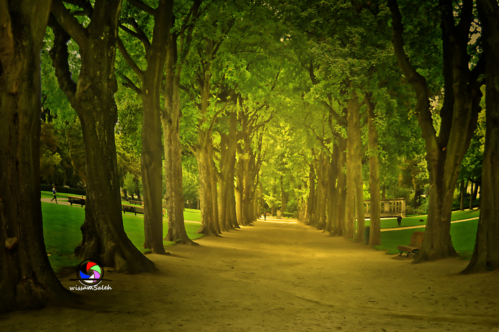 Nature tree landscape