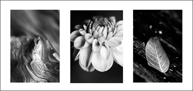 nature triptych