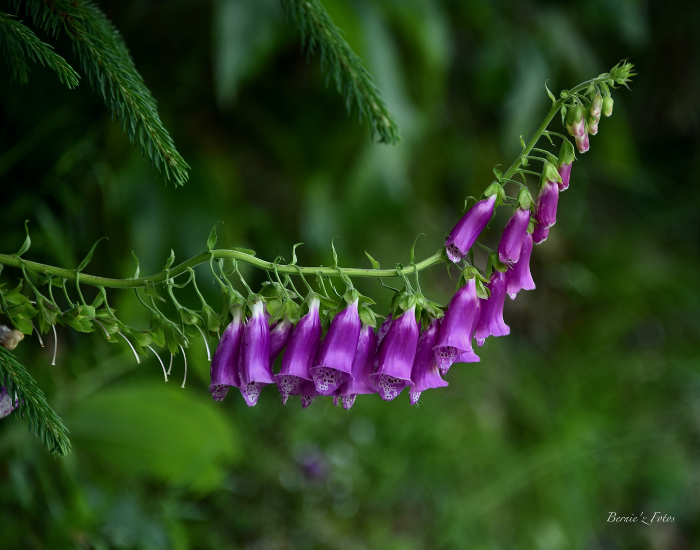 Nature Vosgienne