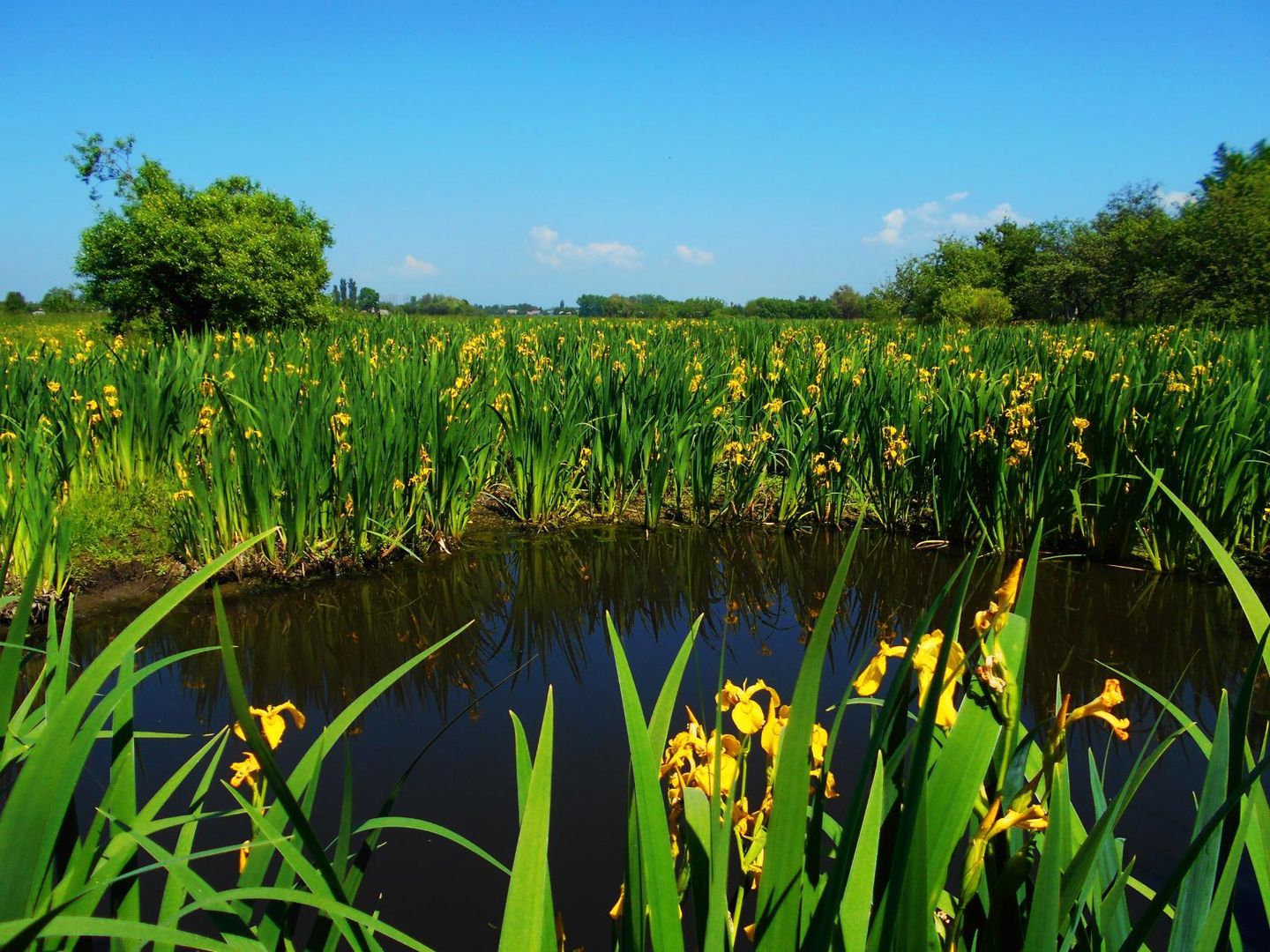 nature Zhitomir