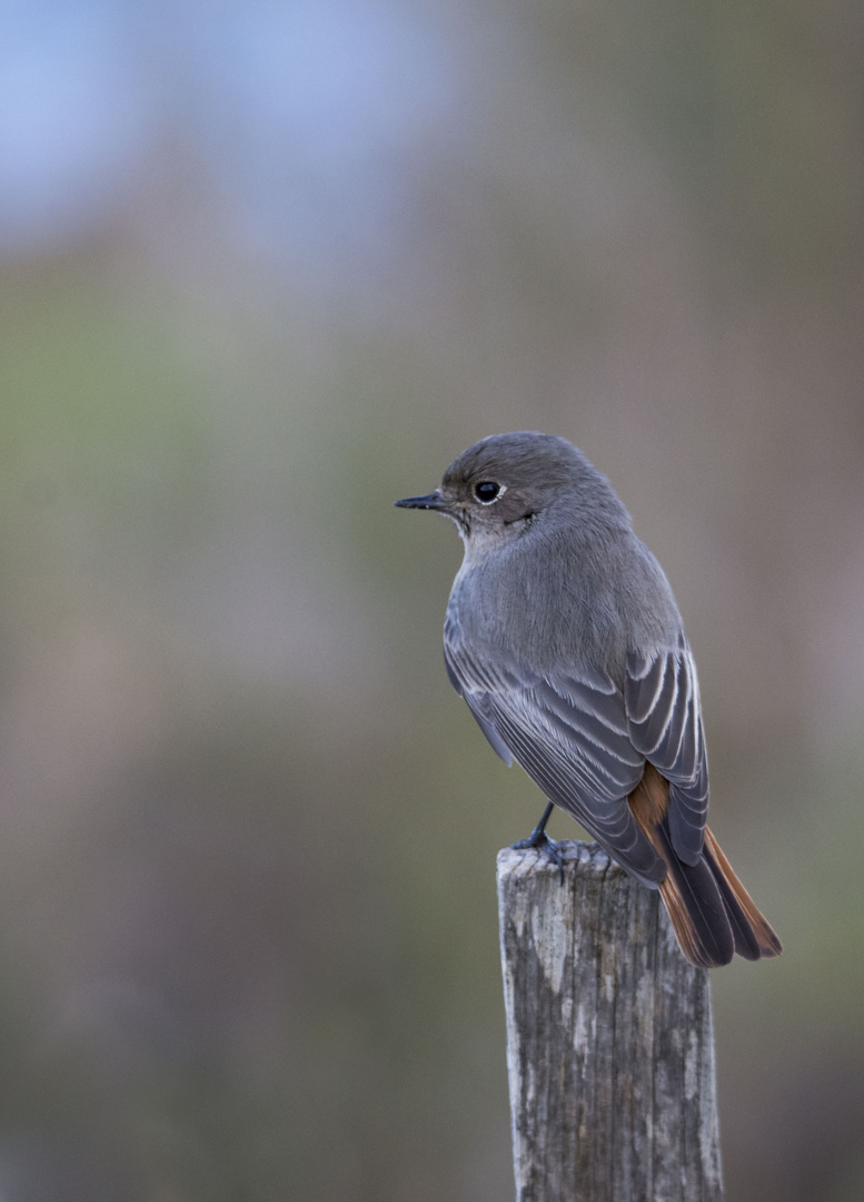 Natureet ailes