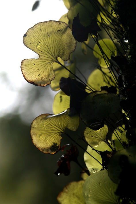 Natureindruck