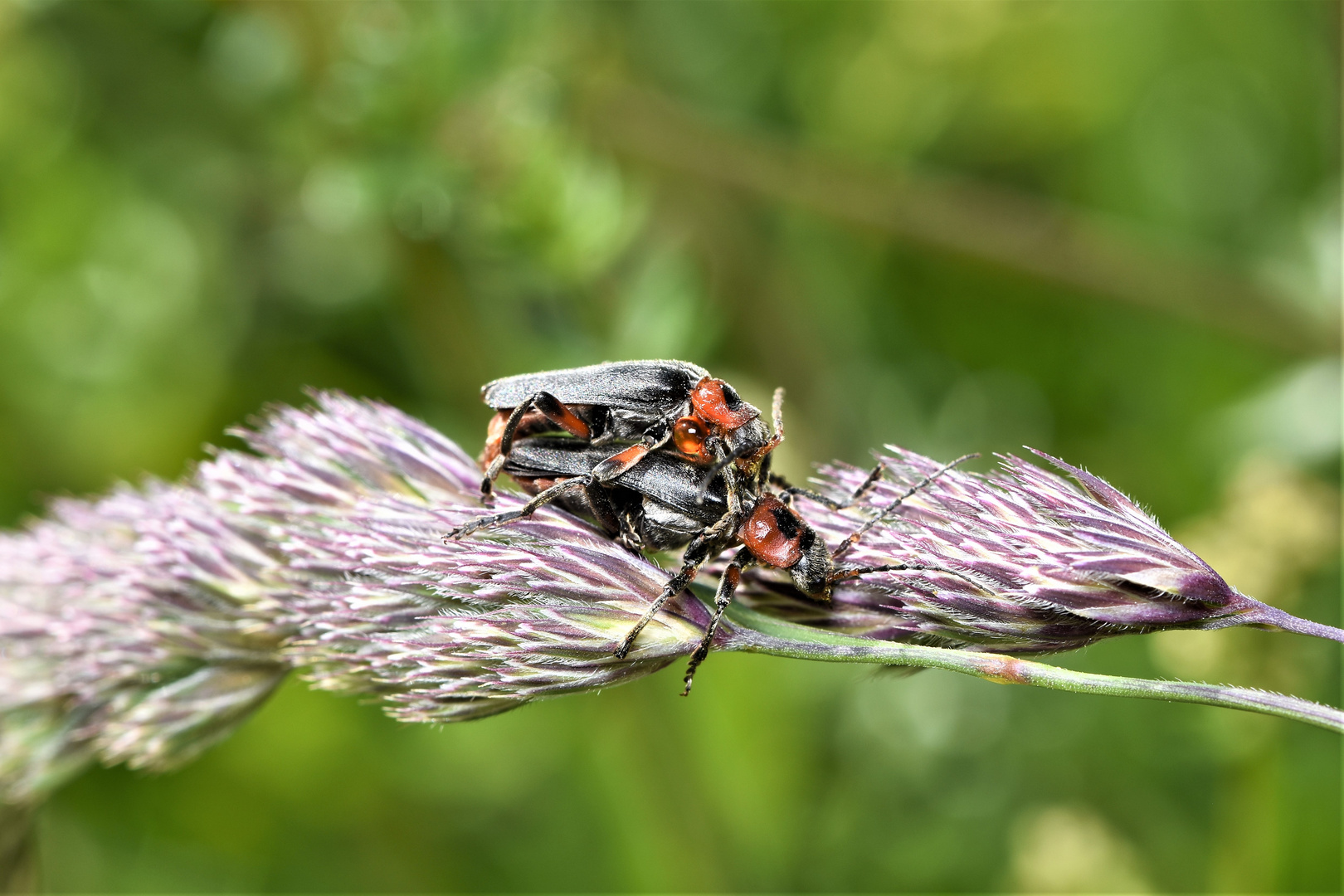 naturelle position