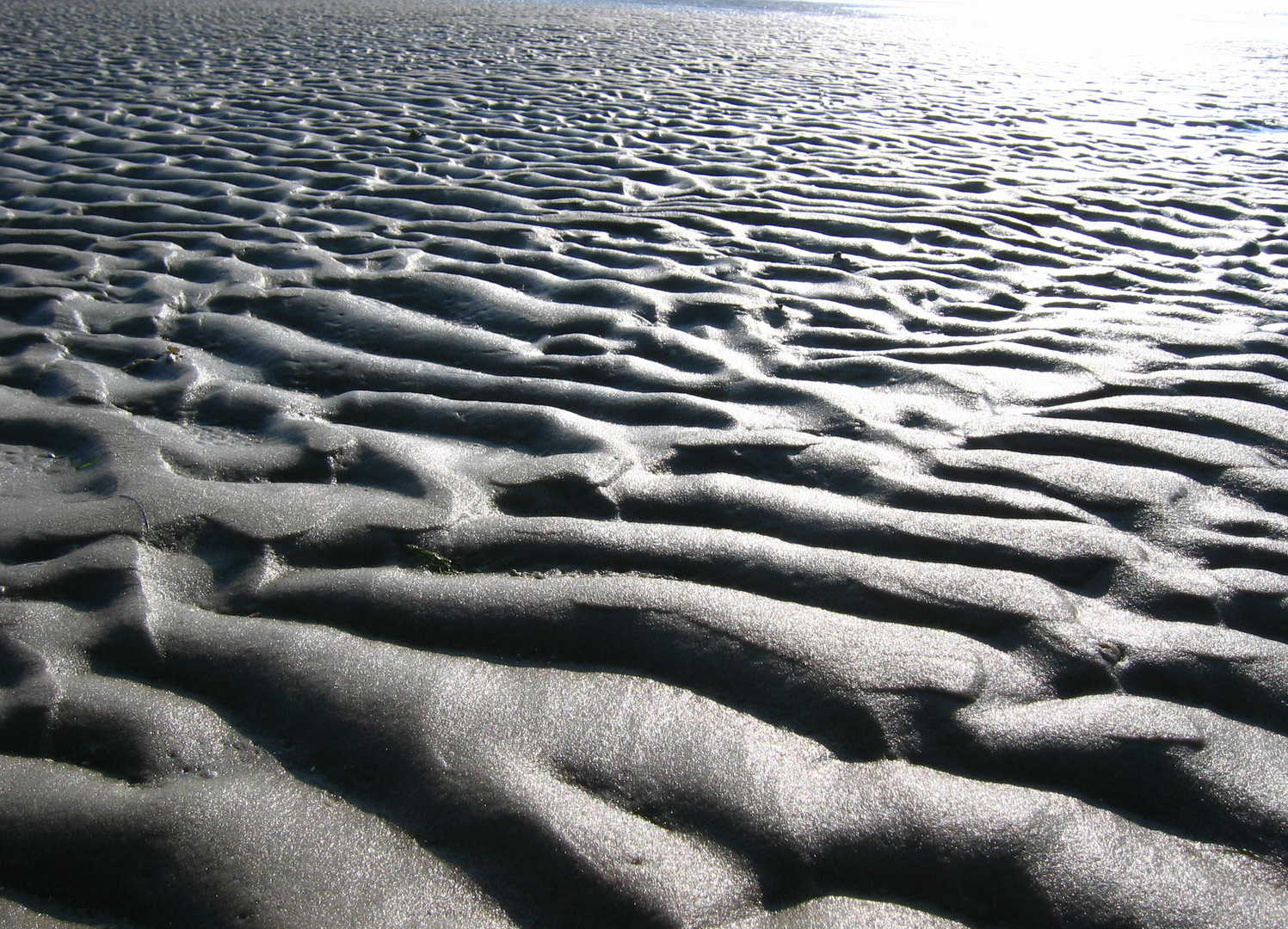 Naturerlebnis Watt auf Föhr