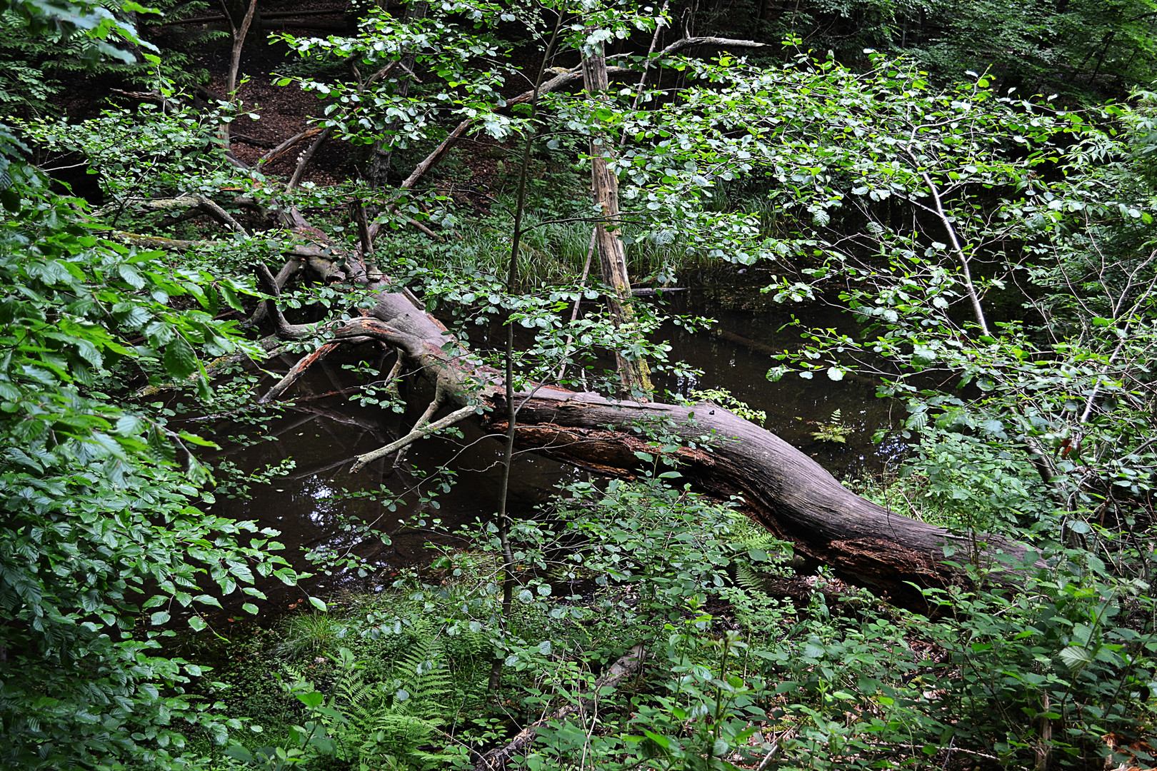 Naturerlebnispfad am Eiswoog in Ramsen/Pfalz