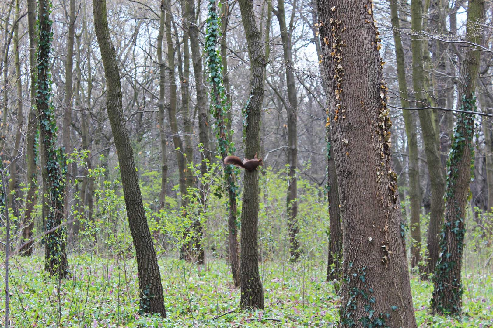 Naturerlebnispfad Schönbrunn zum Zoo ...