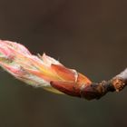 Naturerwachen- So schön sieht das auch aus nach der Radioaktivität.