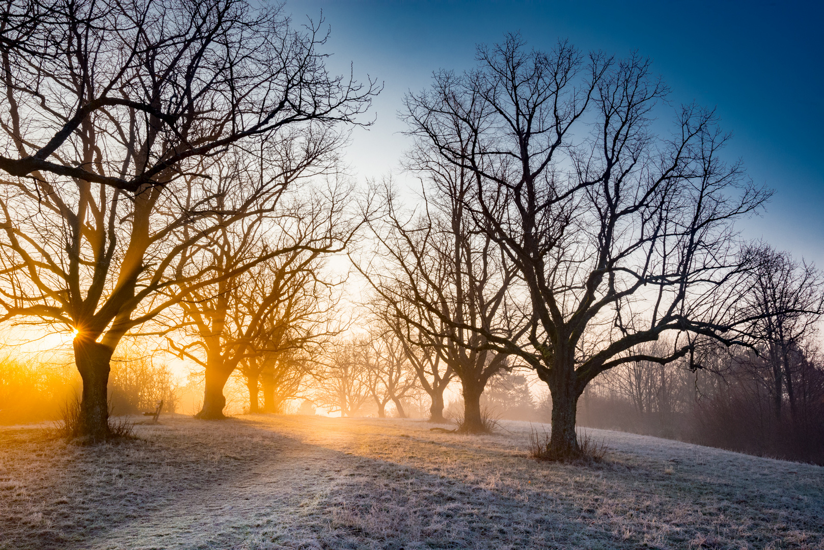 Natures Avenue